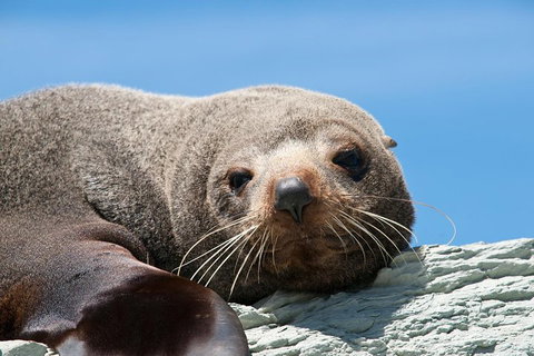 Kangaroo Island 75-Minute Ocean Safari - Accommodation QLD 1