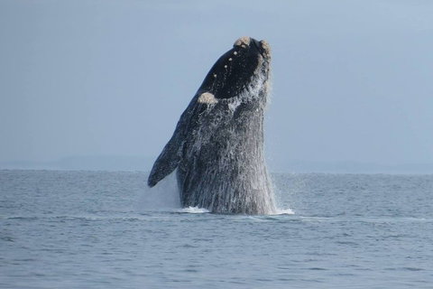 Kangaroo Island 75-Minute Ocean Safari - Accommodation QLD 2