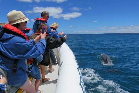 Kangaroo Island 75-Minute Ocean Safari - Accommodation QLD 3