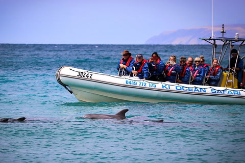Kangaroo Island 75-Minute Ocean Safari - Accommodation QLD 4