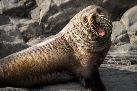 Kangaroo Island 75-Minute Ocean Safari - Accommodation QLD 5