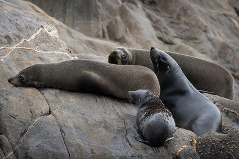 Kangaroo Island Ocean Safari - Snorkeling Safari - Accommodation QLD 0