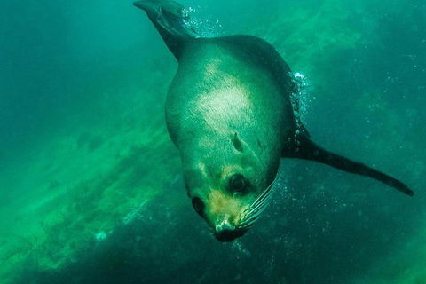 Kangaroo Island Ocean Safari - Snorkeling Safari - Accommodation QLD 1