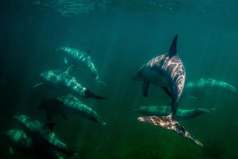 Kangaroo Island Ocean Safari - Snorkeling Safari - Accommodation QLD 2