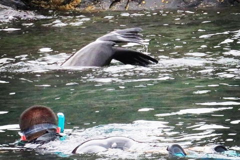 Kangaroo Island Ocean Safari - Snorkeling Safari - Accommodation QLD 5