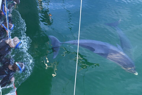 Dolphin Cruise From Adelaide With Optional Dolphin Swim - Accommodation QLD 0
