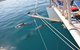 Dolphin Cruise From Adelaide With Optional Dolphin Swim - thumb 1