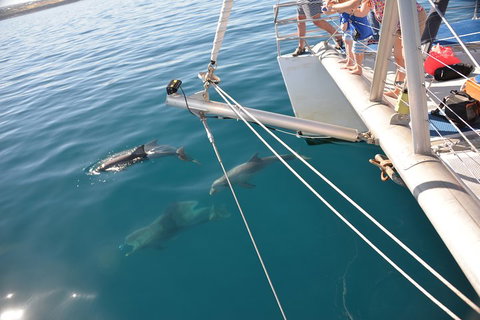 Dolphin Cruise From Adelaide With Optional Dolphin Swim - Accommodation QLD 1