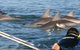 Dolphin Cruise From Adelaide With Optional Dolphin Swim - thumb 2