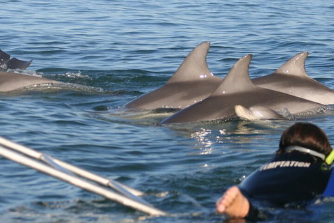 Dolphin Cruise From Adelaide With Optional Dolphin Swim - Accommodation QLD 2