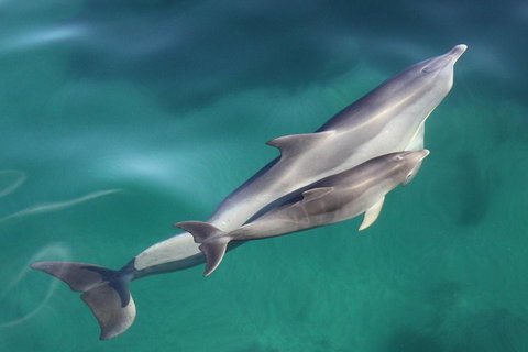 Dolphin Cruise From Adelaide With Optional Dolphin Swim - Accommodation QLD 4