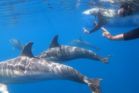 Dolphin Cruise From Adelaide With Optional Dolphin Swim - Accommodation QLD 5