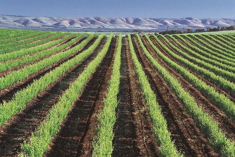 Small Group McLaren Vale And The Cube Experience - Accommodation QLD 4