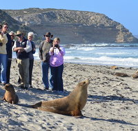 Full day Seal Bay Experience departing from Kangaroo Island - Accommodation QLD