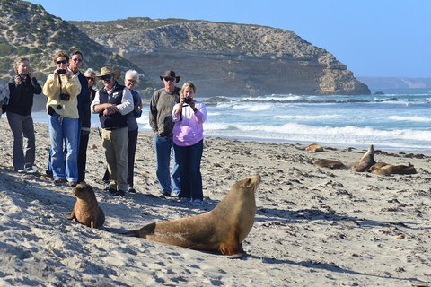 Full Day Seal Bay Experience Departing From Kangaroo Island - Accommodation QLD 0