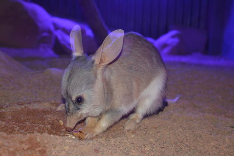 Kuranda Wildlife Experience Three Attraction Pass - Accommodation QLD 0