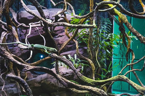 Cairns Aquarium By Twilight With 3-Course Dinner - Accommodation QLD 2