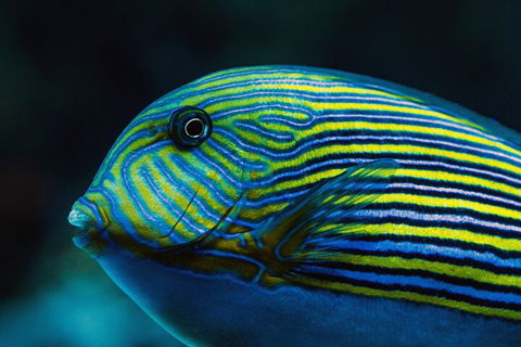 Cairns Aquarium By Twilight With 3-Course Dinner - Accommodation QLD 5