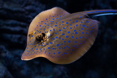 Cairns Aquarium Tour By Twilight With Drink And Appetiser - Accommodation QLD 0