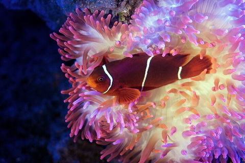 Cairns Aquarium Tour By Twilight With Drink And Appetiser - Accommodation QLD 5