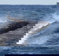 Whale Watching by Sea World Cruises - Accommodation QLD