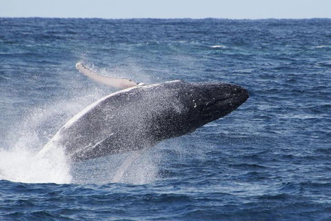 Whale Watching By Sea World Cruises - Accommodation QLD 0
