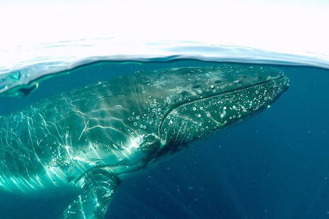 Whale Watching By Sea World Cruises - Accommodation QLD 2