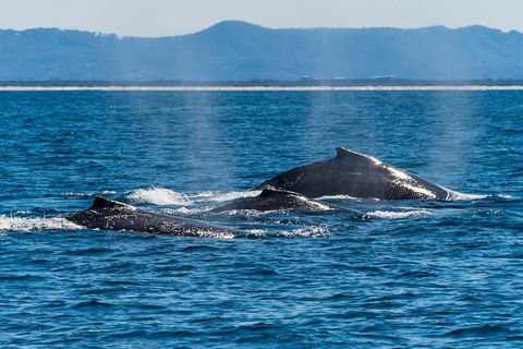 Whale Watching By Sea World Cruises - Accommodation QLD 4