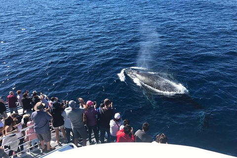 Whale Watching By Sea World Cruises - Accommodation QLD 5