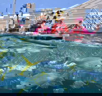 Outer Reef Pontoon Experience from Cairns - Accommodation QLD