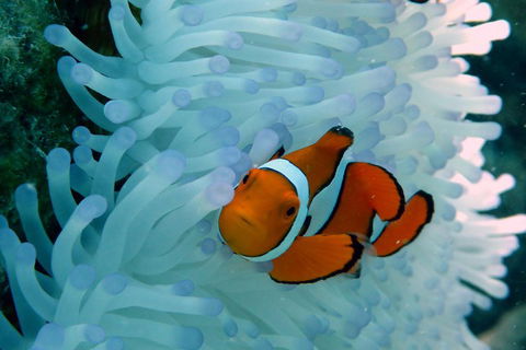 Seastar Luxury Outer Great Barrier Reef Island And Reef Tour From Cairns - Accommodation QLD 0