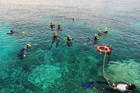 Seastar Luxury Outer Great Barrier Reef Island And Reef Tour From Cairns - Accommodation QLD 2