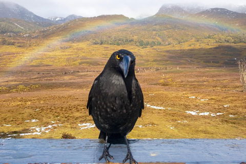 Cradle Mountain Park Explorer Guided Tour - Accommodation QLD 2