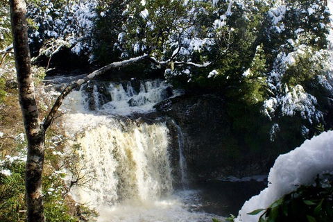 Cradle Mountain Park Explorer Guided Tour - Accommodation QLD 4