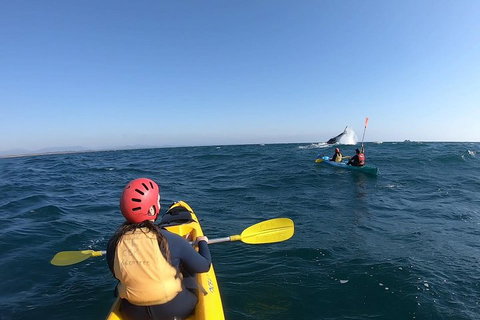 Kayaking With Dolphins In Byron Bay Guided Tour - Accommodation QLD 3