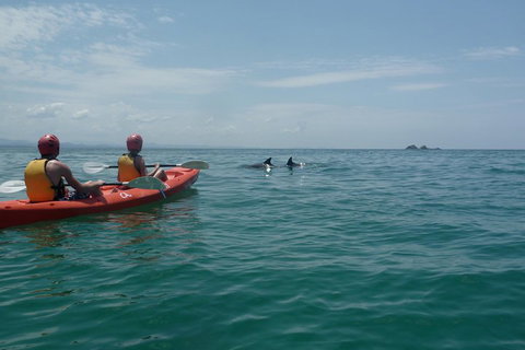 Kayaking With Dolphins In Byron Bay Guided Tour - Accommodation QLD 4