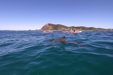 Kayaking With Dolphins In Byron Bay Guided Tour - Accommodation QLD 5