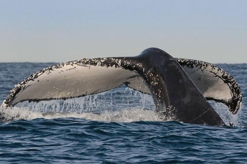 Sydney Whale-Watching Cruise Including Lunch Or Breakfast - Accommodation QLD 0