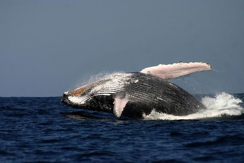 Sydney Whale-Watching Cruise Including Lunch Or Breakfast - Accommodation QLD 1