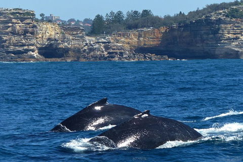 Sydney Whale-Watching Cruise Including Lunch Or Breakfast - Accommodation QLD 2