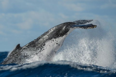 Sydney Whale-Watching Cruise Including Lunch Or Breakfast - Accommodation QLD 4