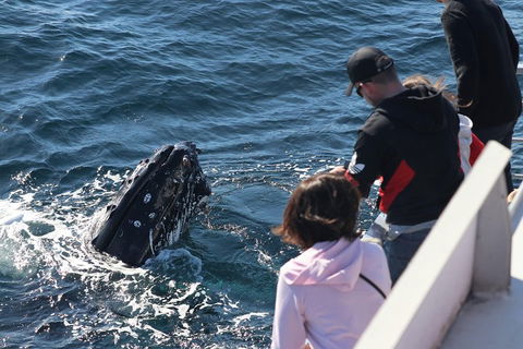 Sydney Whale-Watching Cruise Including Lunch Or Breakfast - Accommodation QLD 5