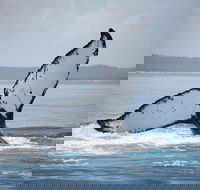 Hervey Bay Whale Watching Cruise - Accommodation QLD