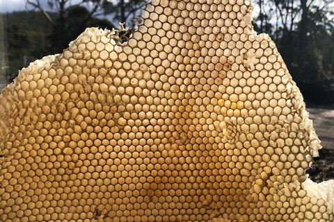 Bruny Island Day Tour, Includes Lunch And Exclusive Lighthouse Tour - Accommodation QLD 1