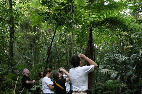 Atherton Tablelands Rain Forest By Night From Cairns - Accommodation QLD 3