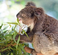 Blue Mountains Private Tour with Kangaroos  Koala Encounter - Accommodation QLD