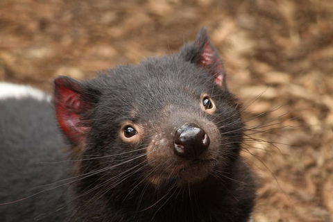 Day Tour In Mt. Field, Mt. Wellington, Bonorong Wildlife Sanctuary And Richmond - Accommodation QLD 4
