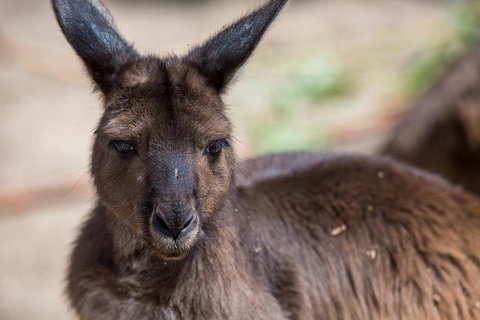 Australian Wildlife Tour At Melbourne Zoo Ticket - Accommodation QLD 0