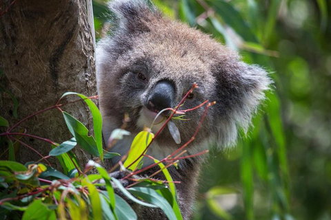 Australian Wildlife Tour At Melbourne Zoo Ticket - Accommodation QLD 1