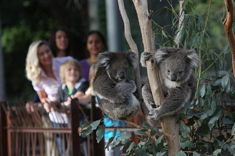 Australian Wildlife Tour At Melbourne Zoo Ticket - Accommodation QLD 2